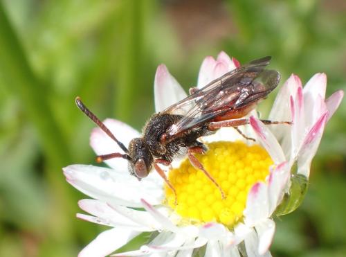 Nomada sp.